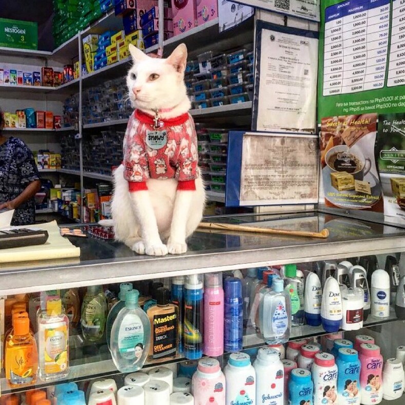 По взгляду понятно, кто здесь хозяин: фото котов, «захвативших» супермаркеты и рассчитывающих, что вы хорошенько здесь раскошелитесь (выбирайте — вкусняшка или кусь)