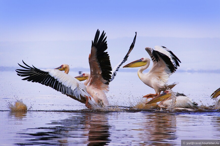Пеликаны на озере Найваша. Кения