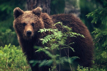 Медведь напал на туристическую стоянку под Сочи 