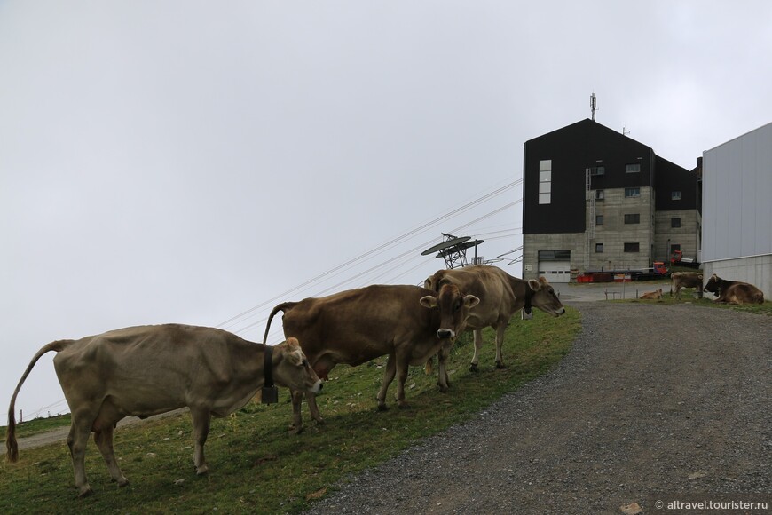 На промежуточной станции Fiescheralp нам прежде всего встретилось небольшое стадо коров.