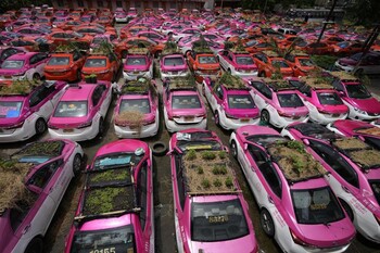 В Таиланде безработные таксисты устроили огороды на крышах своих машин
