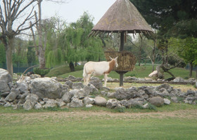 Сафари-парк Натура Вива