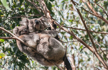 Австралийские коалы оказались под угрозой исчезновения