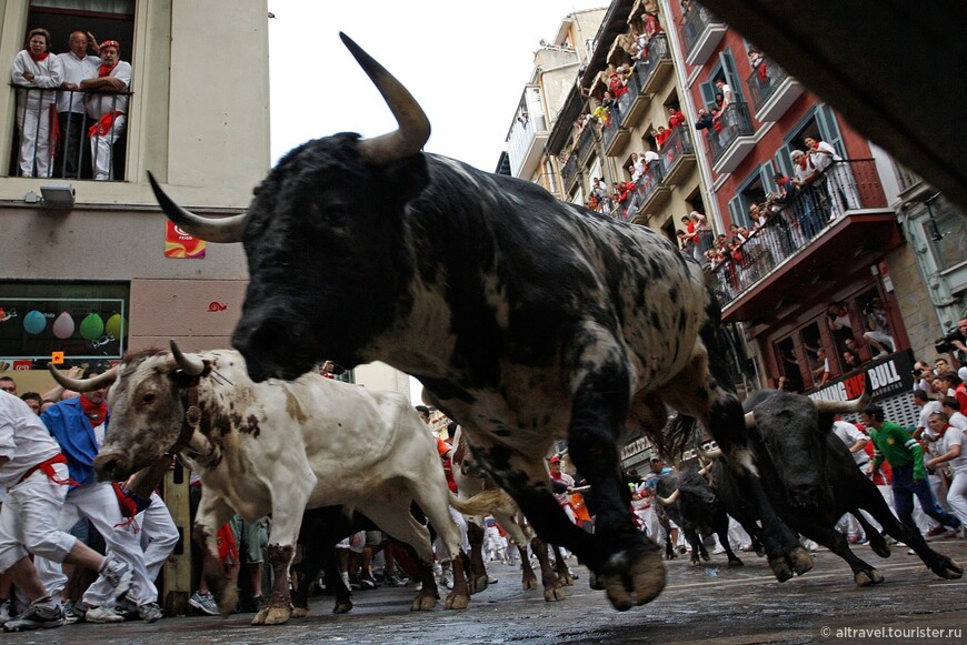  Самая знаменитая часть праздника - забег быков по улицам Памплоны (интернет).