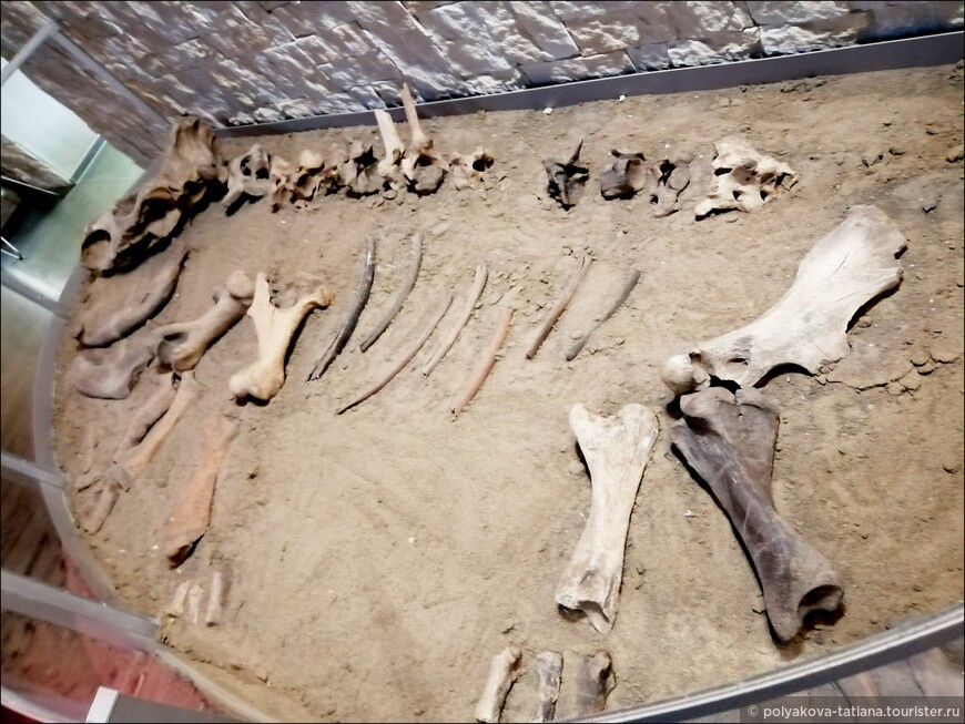 Скелет шерстистого носорога.