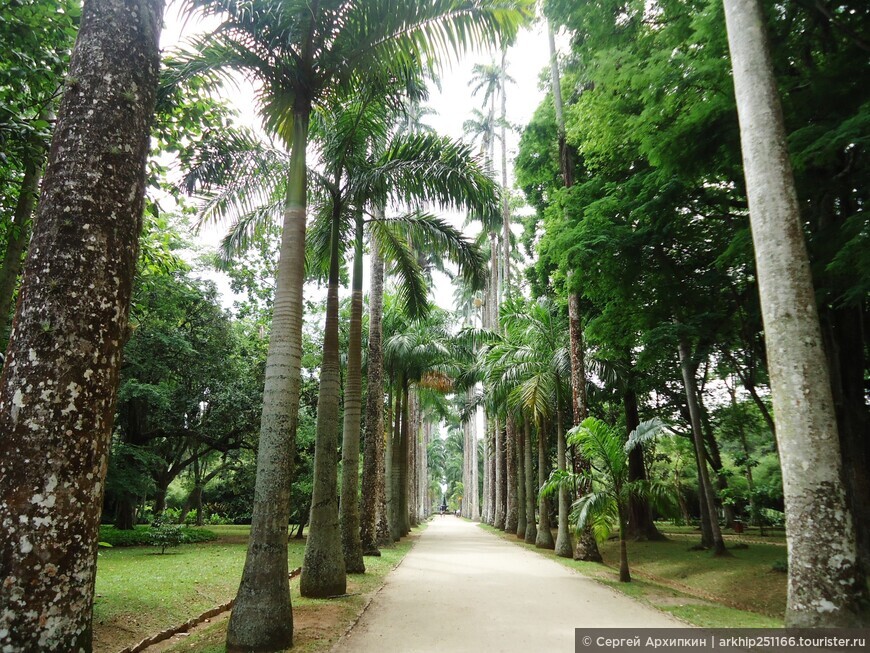 Тропический Рай в Ботаническом Саду в Рио-де-Жанейро