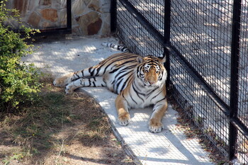 В крымском парке «Тайган» тигр откусил ребёнку палец   
