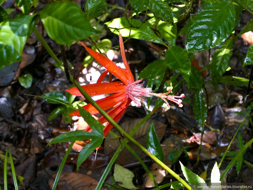 Цветок в джунглях