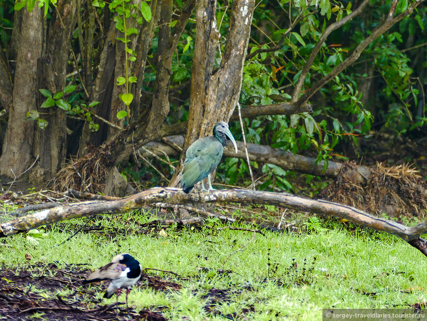 Коста-Рика, Ч.5. Птицы и крокодилы Каньо Негро