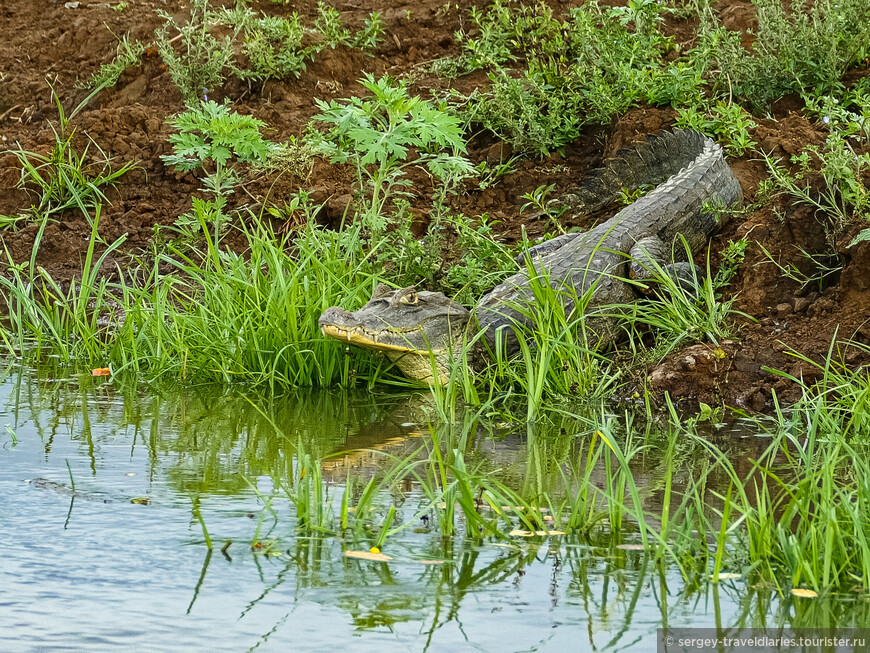 Коста-Рика, Ч.5. Птицы и крокодилы Каньо Негро