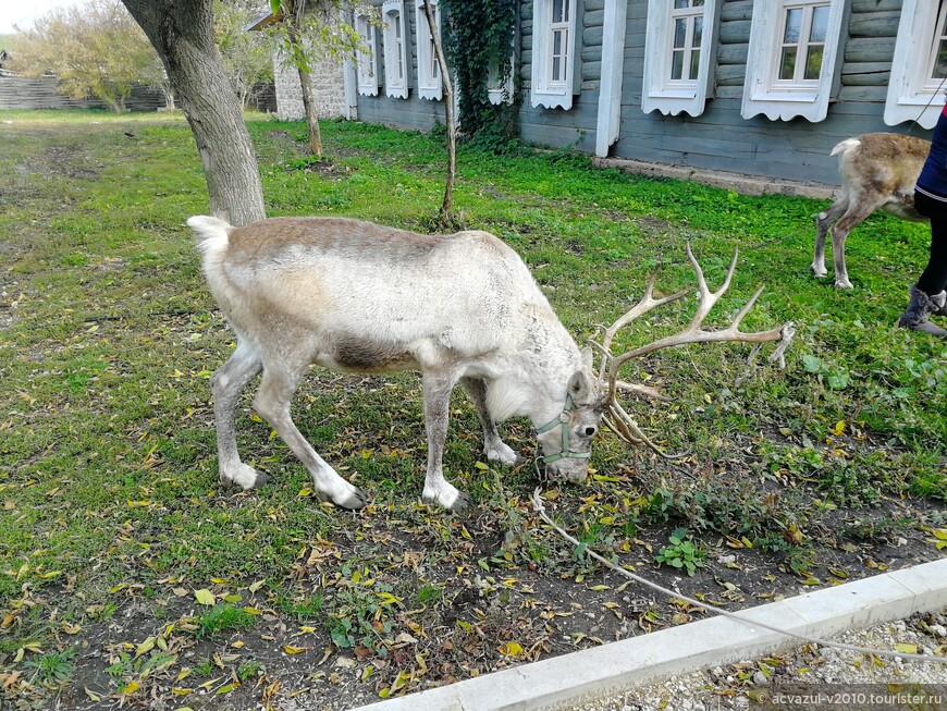 Поездка выходного дня в Задонск, музей прессы, на охоту в дворянскую усадьбу и к сыроварам...