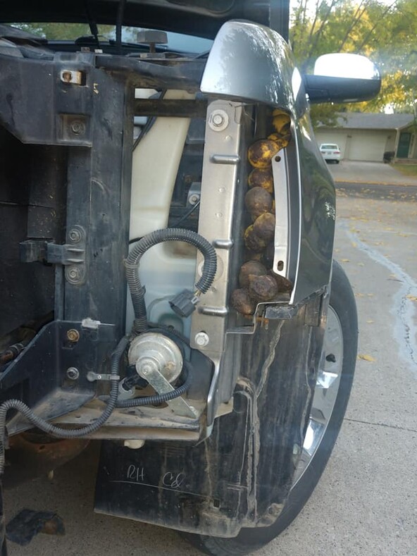 Белка спрятала 70 килограммов грецких орехов под капотом машины американца