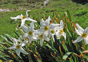 Звездчатый нарцисс (Narcissus radiiflorus, Syn.: Narcissus poeticus subsp. Radiiflorus) растет в наших горах, также называемый белым горным нарциссом или узколистным нарциссом, является разновидностью нарциссов в семействе амариллисов.