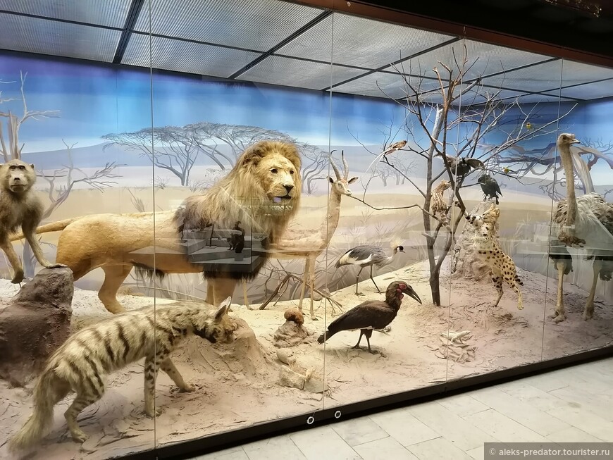 История природы в Дарвиновском музее
