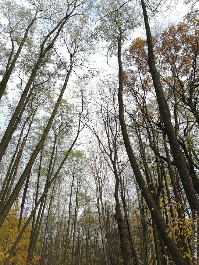 Удивительный мир природы — Терлецкий лесопарк