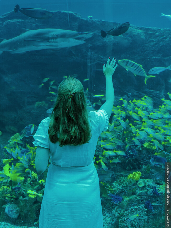 Самый большой аквариум в Dubai Mall