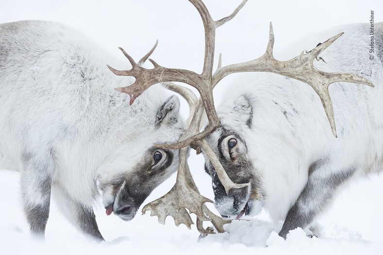 Работы из шорт-листа международного фотоконкурса Wildlife Photographer Of The Year 2021: дикая природа в ее умопомрачительной красоте и силе