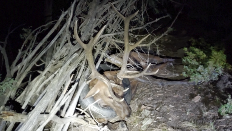 Американские рейнджеры спасли оленя, носившего 2 года 5-килограммовую покрышку на шее