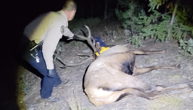 Американские рейнджеры спасли оленя, носившего 2 года 5-килограммовую покрышку на шее