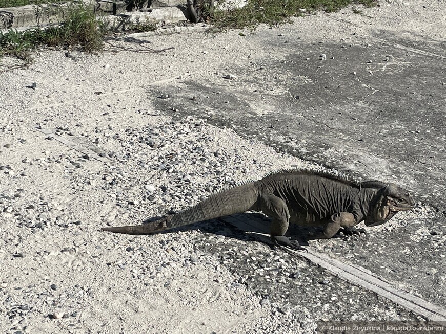 Мёртвый лес — к игуанам и крокодилам. На «Не Гаити»
