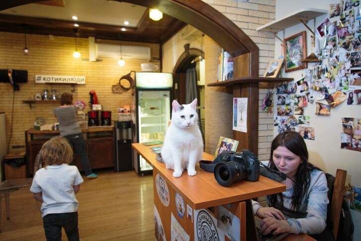 ЗаМУРчательные места столицы: лучшие котокафе Москвы