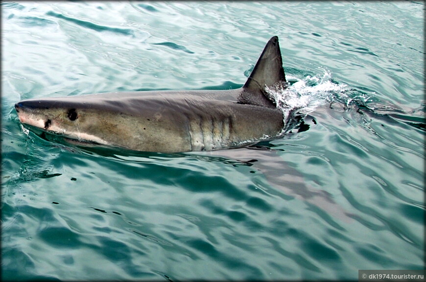 Загородный Кейптаун ч.3 — погружение с Белой акулой