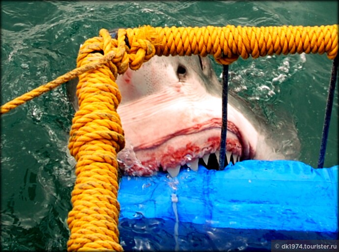 Загородный Кейптаун ч.3 — погружение с Белой акулой