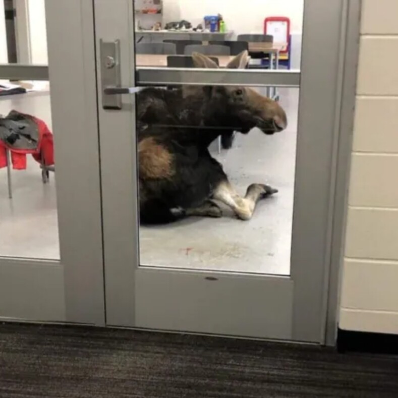 В Канаде лосиха ворвалась в классную комнату во время занятий, вдребезги разбив окно: фото с места ЧП