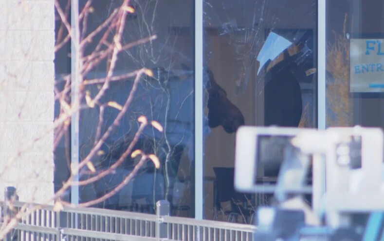 В Канаде лосиха ворвалась в классную комнату во время занятий, вдребезги разбив окно: фото с места ЧП