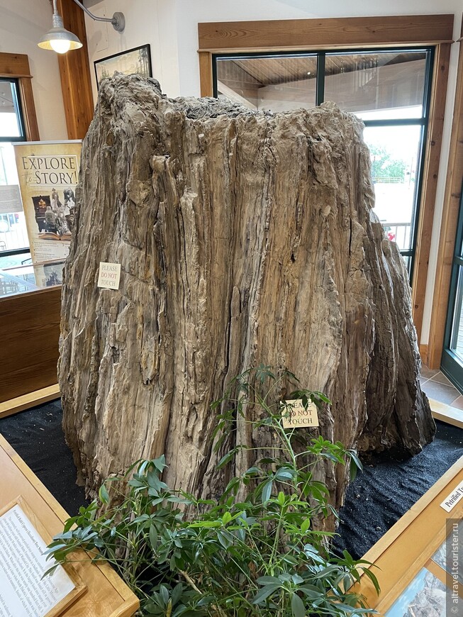 Окаменелый пень болотного кипариса возрастом около 60 млн. лет.