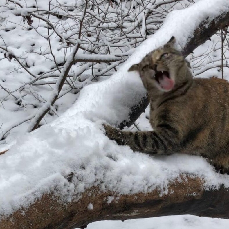 14 доказательств того, что коты и снег несовместимы, и это настоящий ужас с мгновенным тыгыдыком  (когда первая реакция тотально не совпадает с ожиданиями)