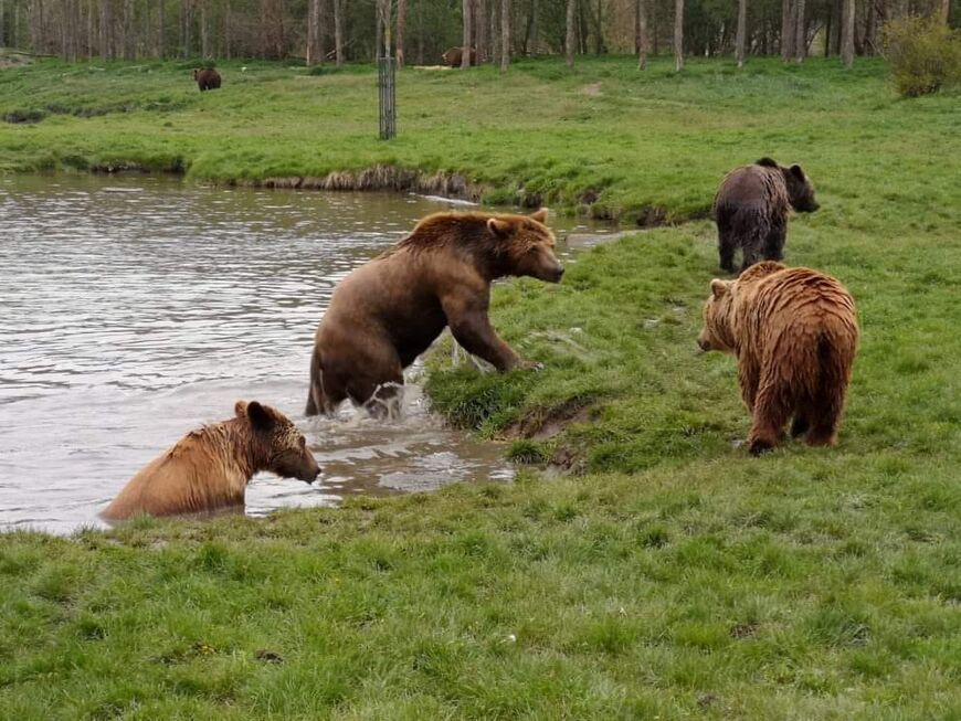 Парк медведей «Medveotthon»