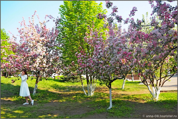 Рядом с Северным фонтаном цвели деревья. К ним по аллее тянулся ручеек девушек, а у деревьев в разгаре фотосессия. Это яблони, но местные называют их «сакурой». 