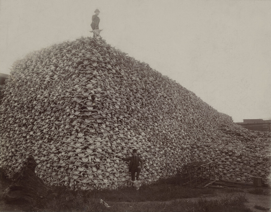 Гора бизоньих черепов, отправленных для переработки на удобрения. Фото 1870-х гг. (Википедия)