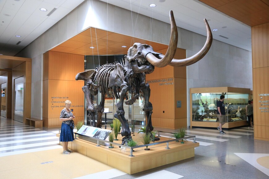 Скелет мастодонта, родственника слона, вымершего около 10 тыс. лет назад.