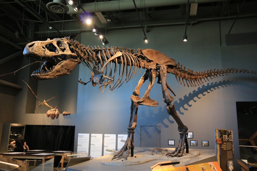 Скелет тираннозавра (знаменитый T-Rex), самого крупного плотоядного динозавра. Предполагается, что он мог охотиться на трицератопса (на следующем фото).  Воображаемое сражение между ними разыгрывается на мониторах в музее.