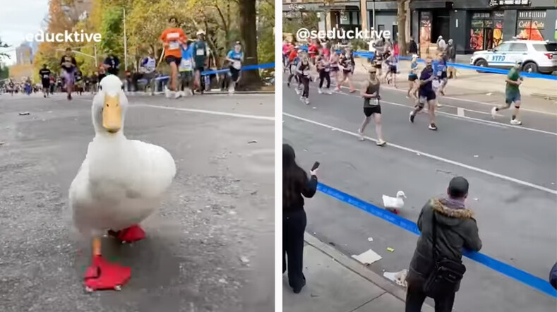 Утка по кличке Морщинка пробежала Нью-Йоркский марафон - 2021