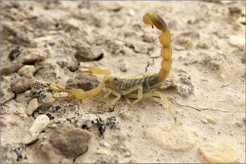 В египетском Асуане наблюдается нашествие скорпионов 