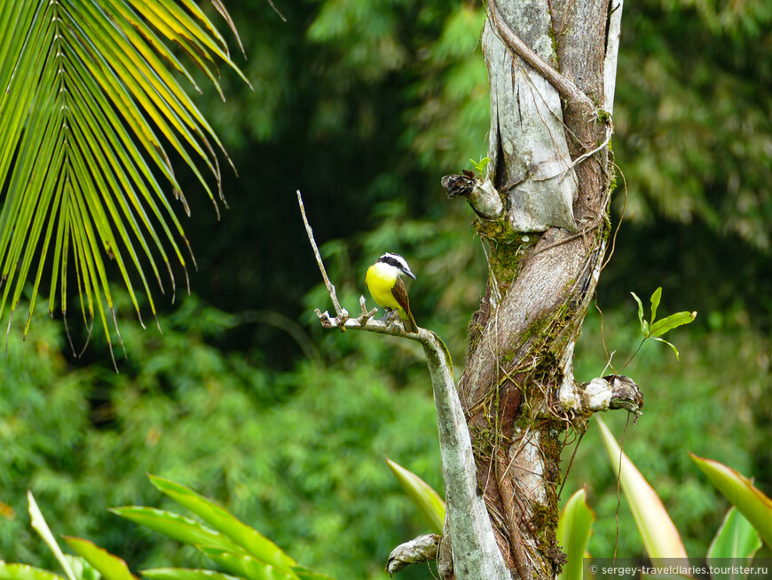 Коста-Рика, Ч.6. Птицы и лягушки Сарапики