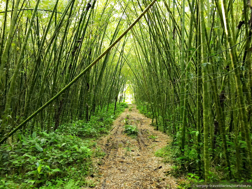 Заброшенный бамбуковый лес рядом с финкой