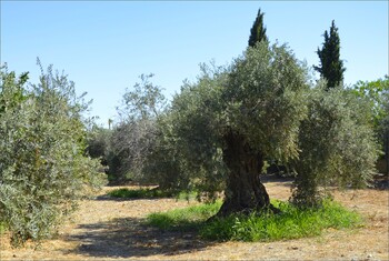 Власти Флоренции раздадут жителям оливковые рощи