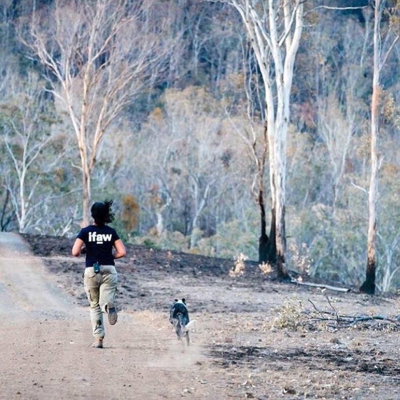 Австралийский пес-спасатель получил награду Международного фонда защиты животных за спасение коал во время лесных пожаров