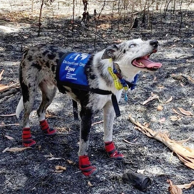 Австралийский пес-спасатель получил награду Международного фонда защиты животных за спасение коал во время лесных пожаров