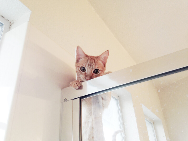 Ученые: «Кошки постоянно следят за своими хозяевами» (15 смешных снимков, подтверждающих, что вы всегда под прицелом, даже когда об этом не подозреваете)