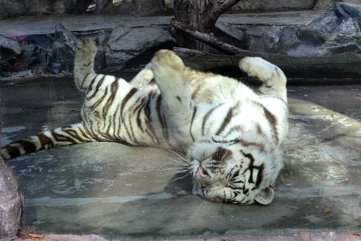 Белый тигр в «Сафари-парке» Краснодара
