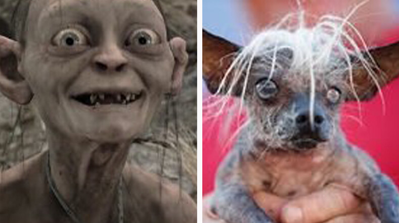 16 фото совпадений, где собаки невероятно похожи на персонажей из «Властелина колец»