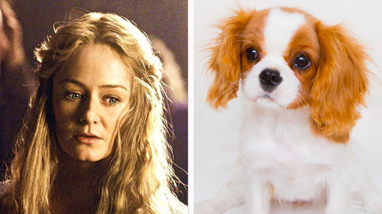 16 фото совпадений, где собаки невероятно похожи на персонажей из «Властелина колец»