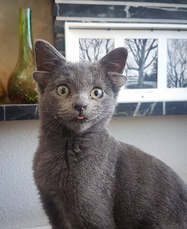 Турецкая кошка, родившаяся с 4-мя ушами, стала новым интернет-мемом