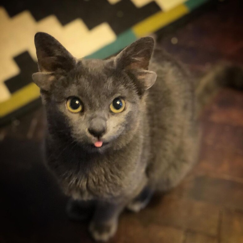 Турецкая кошка, родившаяся с 4-мя ушами, стала новым интернет-мемом