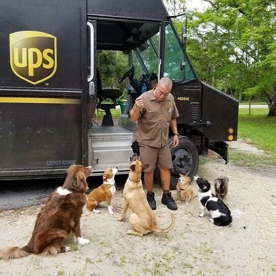 Кого только не увидишь: курьеры американской службы доставки UPS делятся фотографиями животных, с которыми они встречаются каждый день